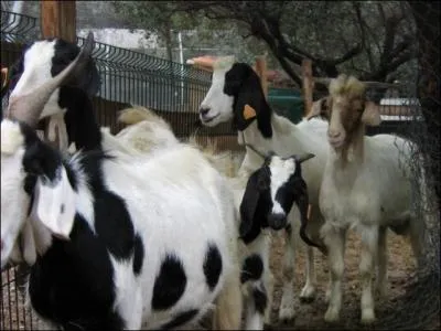 Quelle est cette race ?