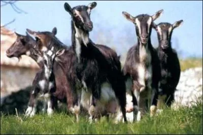 Quelle est cette race ?