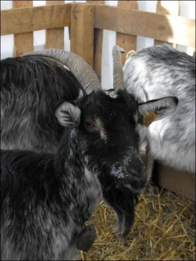 Quelle est cette race ?