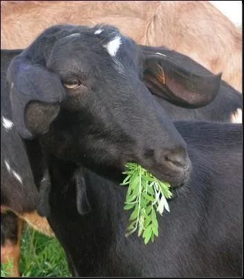 Quelle est cette race ?