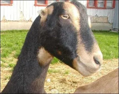 Quelle est cette race ?