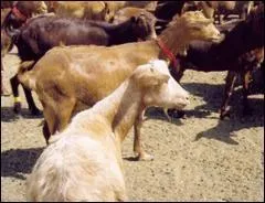 Quelle est cette race ?