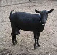 Quelle est cette race ?