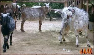 Quelle est cette race ?