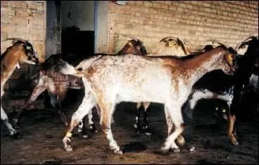 Quelle est cette race ?