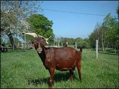 Quelle est cette race ?