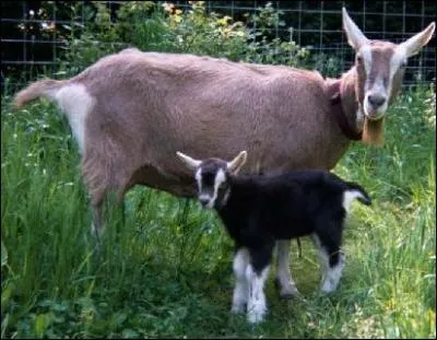 Quelle est cette race ?