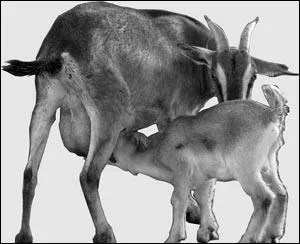 Quelle est cette race ?