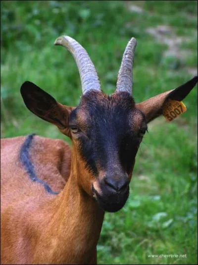 Quelle est cette race ?