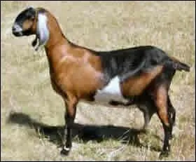 Quelle est cette race ?