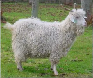 Quelle est cette race ?