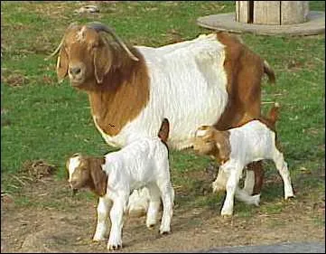 Quelle est cette race ?