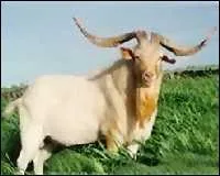 Quelle est cette race ?