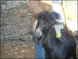 Quelle est cette race ?