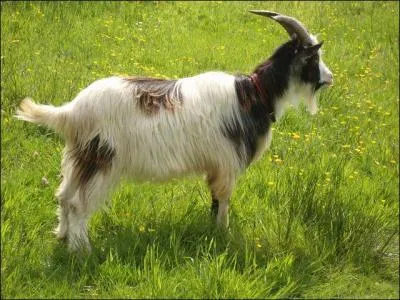 Quelle est cette race ?