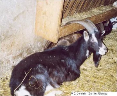 Quelle est cette race ?