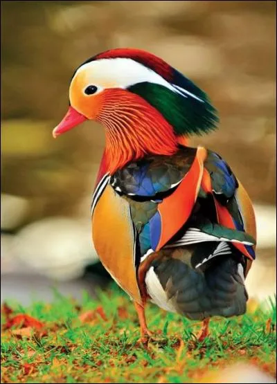 Trouvez le nom d'un pays grâce au canard !