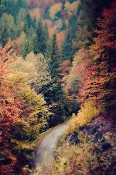 Dans les bois, combien de sorciers entouraient nos héros ?