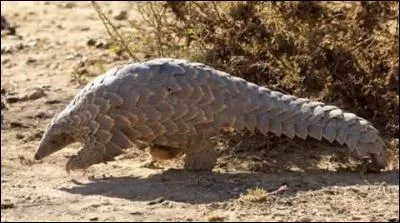 Quelle est cette espèce avec la peau dure ?