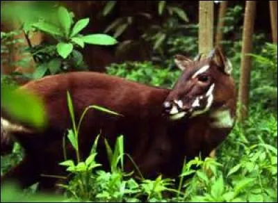 Quel est le nom de cette espèce en voie de disparition aussi ? (Plus que 60 spécimens dans le monde ! )