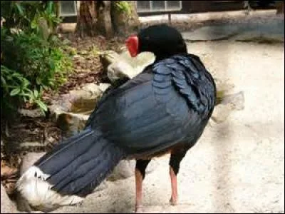 Comment s'appelle cet oiseau ?