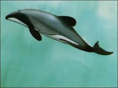 Comment s'appelle cette espèce marine ?