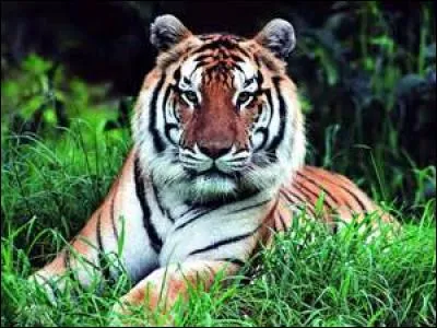 Comment s'appelle cet animal en voie de disparition ? (Plus qu'une vingtaine de spécimens)