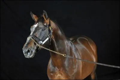 Dans quelle discipline évoluait Diamant de Semilly ?