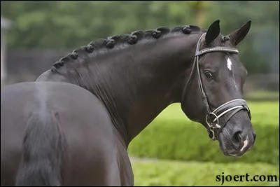 Quelle était la discipline de Moorland Totilas ?