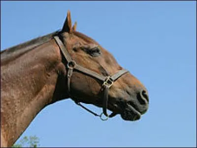 Ourdi était un cheval de