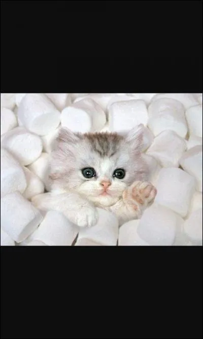 Quel est cet animal ?