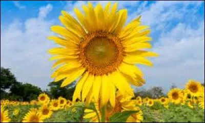 Laquelle de ces plantes est aussi appelée "soleil" ?