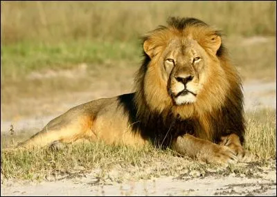 Le roi des animaux attend que tu ajoutes une lettre au mot "lin" pour obtenir son nom.