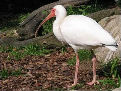 Tu ne connais pas le nom de cet oiseau échassier au bec recourbé. Pour le découvrir, ajoute une lettre au mot "bis".