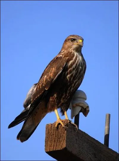 Connais-tu le nom de ce rapace diurne ? Ajoute une lettre au mot "bus" pour le savoir.