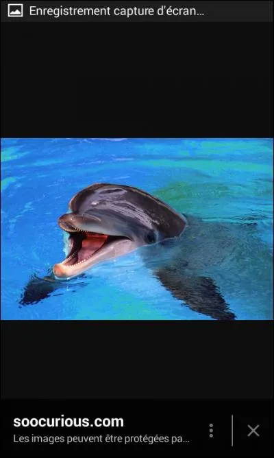 Quel est cet animal aquatique ?