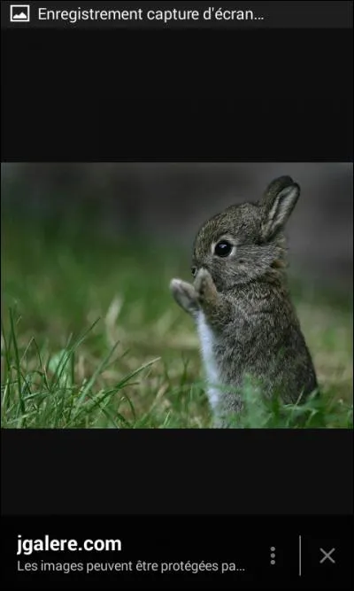 Quel est ce bébé animal ?