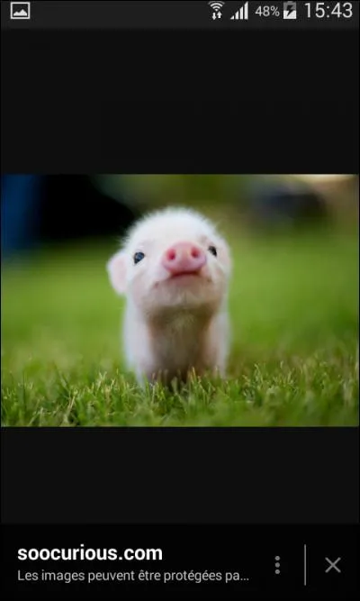 Quel cet animal trop mignon ?