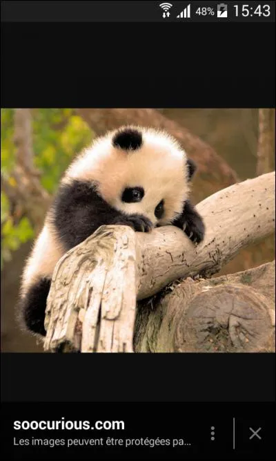 Quel est ce petit animal trop mignon ?