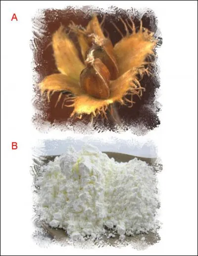 La lettre ajoutée est :