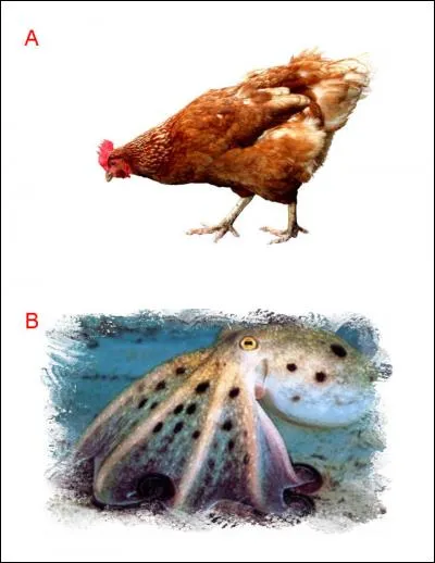 La lettre ajoutée est :