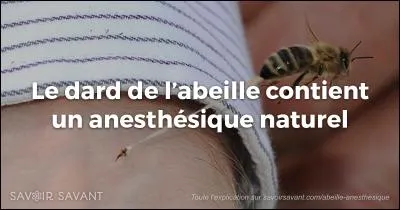 Pinuche, dit l'Amère Loque, et le Gravos !