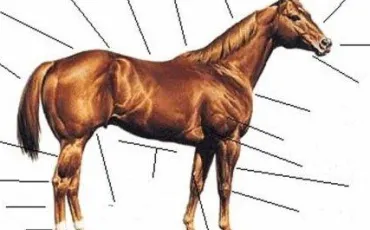 Quiz Galop 3
