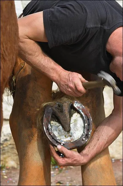 Combien de pinçons a-t-il sur les fers postérieurs ?