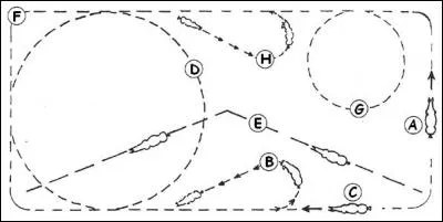 Quelle figure n'est pas une figure de manège ?