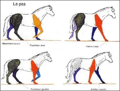 Quel est le mécanisme du trot ?