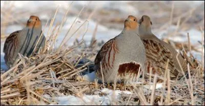 Pendant votre balade, vous jetez un coup d'œil dans un champ. Vous apercevez alors ces oiseaux, ce sont des...
