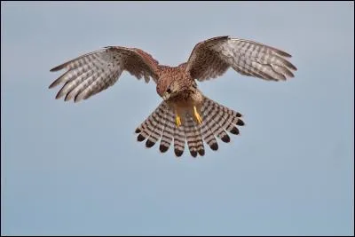 Vous observez ensuite le ciel et voyez cet oiseau en vol sur place (vol "en Saint Esprit") cherchant à repérer un micro-mammifère pour s'en nourrir c'est bien sûr, c'est un...