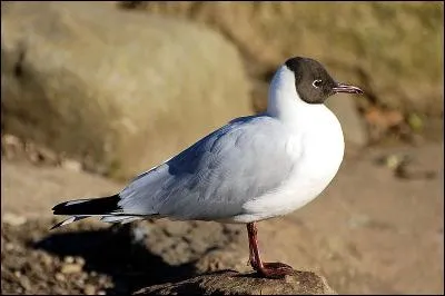 Il y a un oiseau clair posé dans un champ. Vous le regardez alors aux jumelles et vous rendez compte que vous observez...