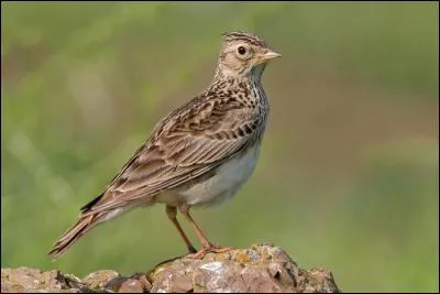 Vous continuez votre balade et entendez un chant particulier. Vous levez alors les yeux et observez cet oiseau qui vole en montant. Tout à coup, alors qu'il est si haut que vous ne voyez plus qu'un point noir, il descend en parachute et se pose sur une pierre. C'est...